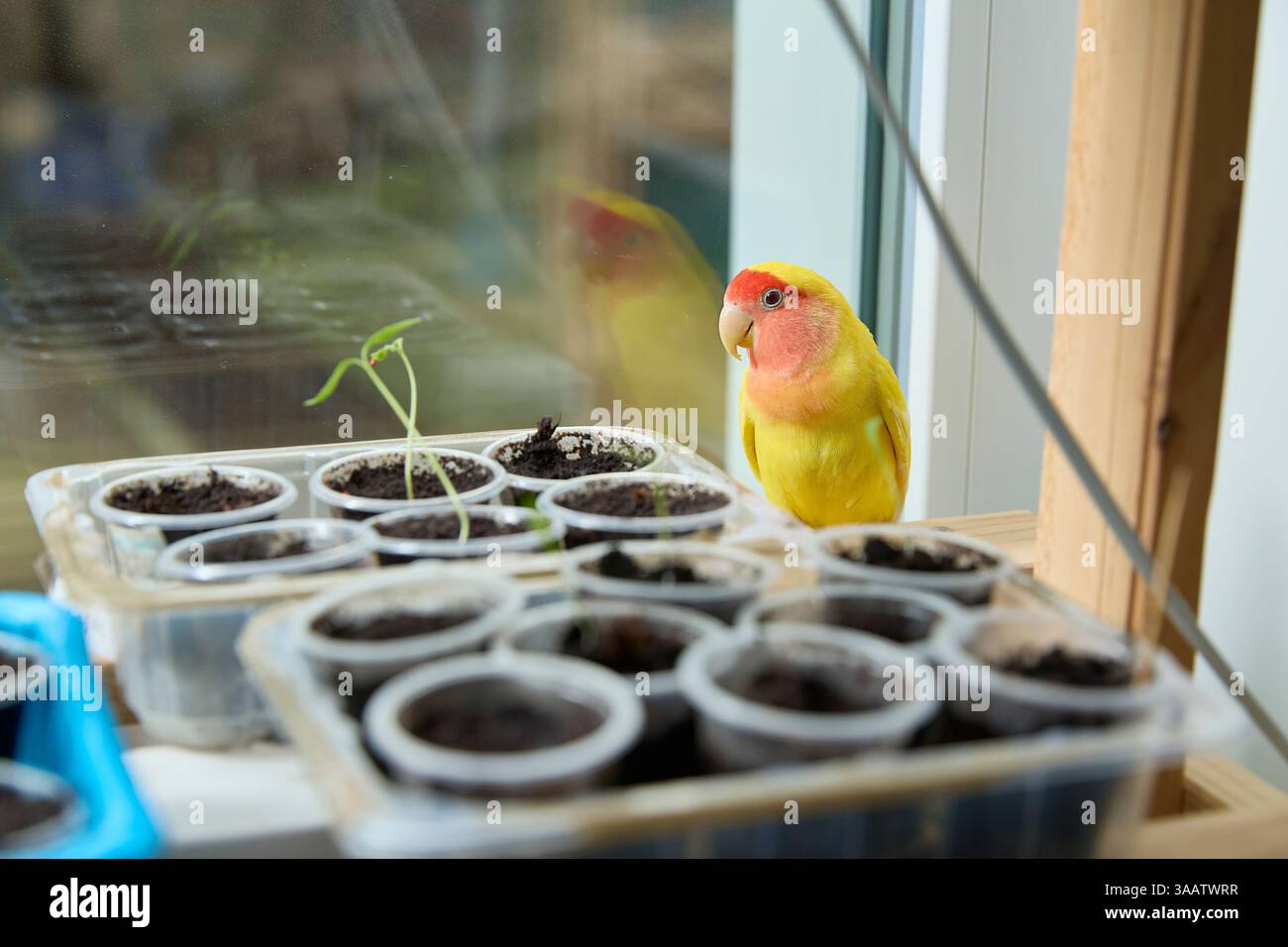 Giallo brillante e pappagallo di pesca arroccato su vasi da piantare al coperto vicino a una finestra. L'uccello esamina curiosamente le piante in crescita, creando un'interazione vivace Foto Stock
