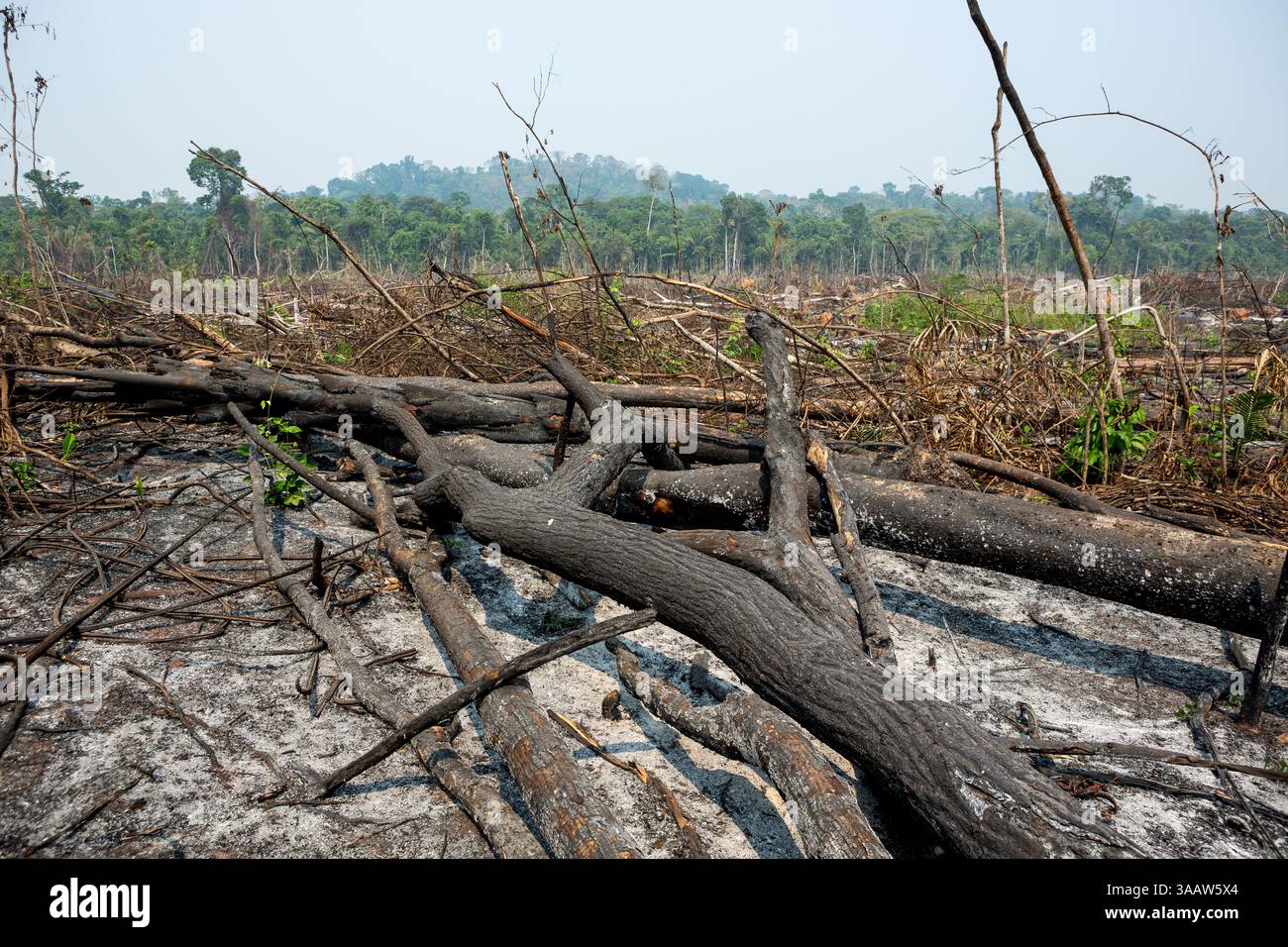 Alberi della foresta pluviale amazzonica bruciati e cielo fumoso in grande deforestazione in fattoria per aprire la terra per l'agricoltura e il bestiame. Ambiente, ecologia. Foto Stock