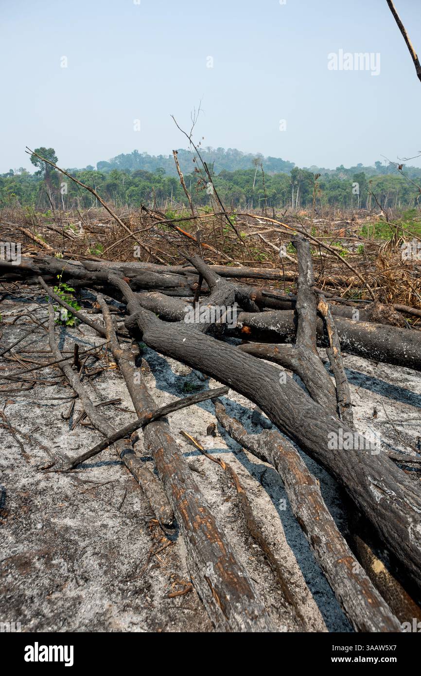 Alberi della foresta pluviale amazzonica bruciati e cielo fumoso in grande deforestazione in fattoria per aprire la terra per l'agricoltura e il bestiame. Ambiente, ecologia. Foto Stock
