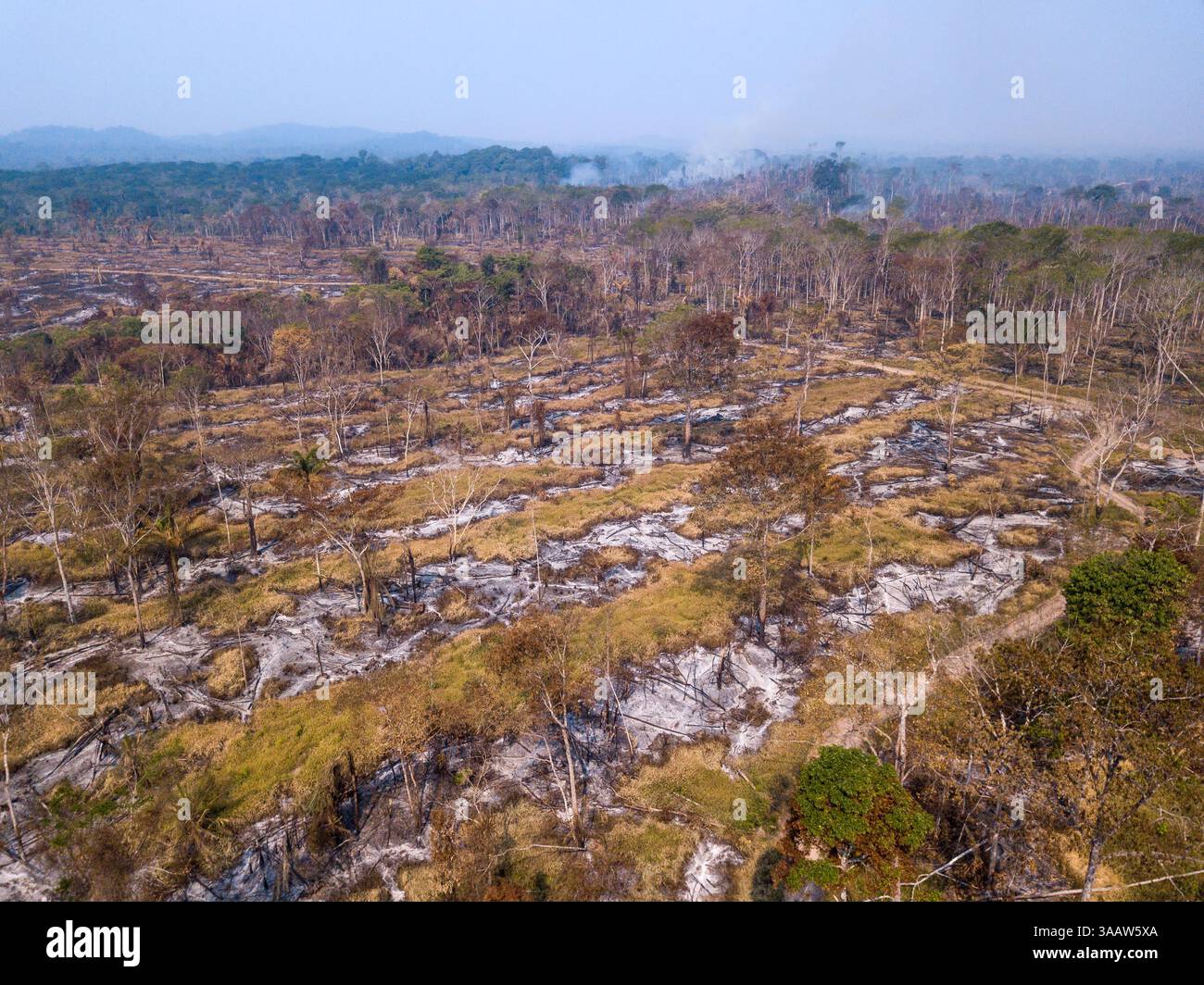 Incendio nella foresta pluviale amazzonica e alberi abbattuti nella deforestazione illegale per l'agricoltura e il bestiame in una fattoria. Concetto di ambiente, ecologia. Foto Stock