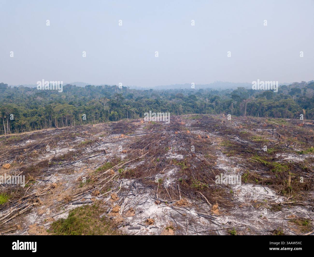 Alberi della foresta pluviale amazzonica bruciati e cielo fumoso in grande deforestazione in fattoria per aprire la terra per l'agricoltura e il bestiame. Ambiente, ecologia. Foto Stock