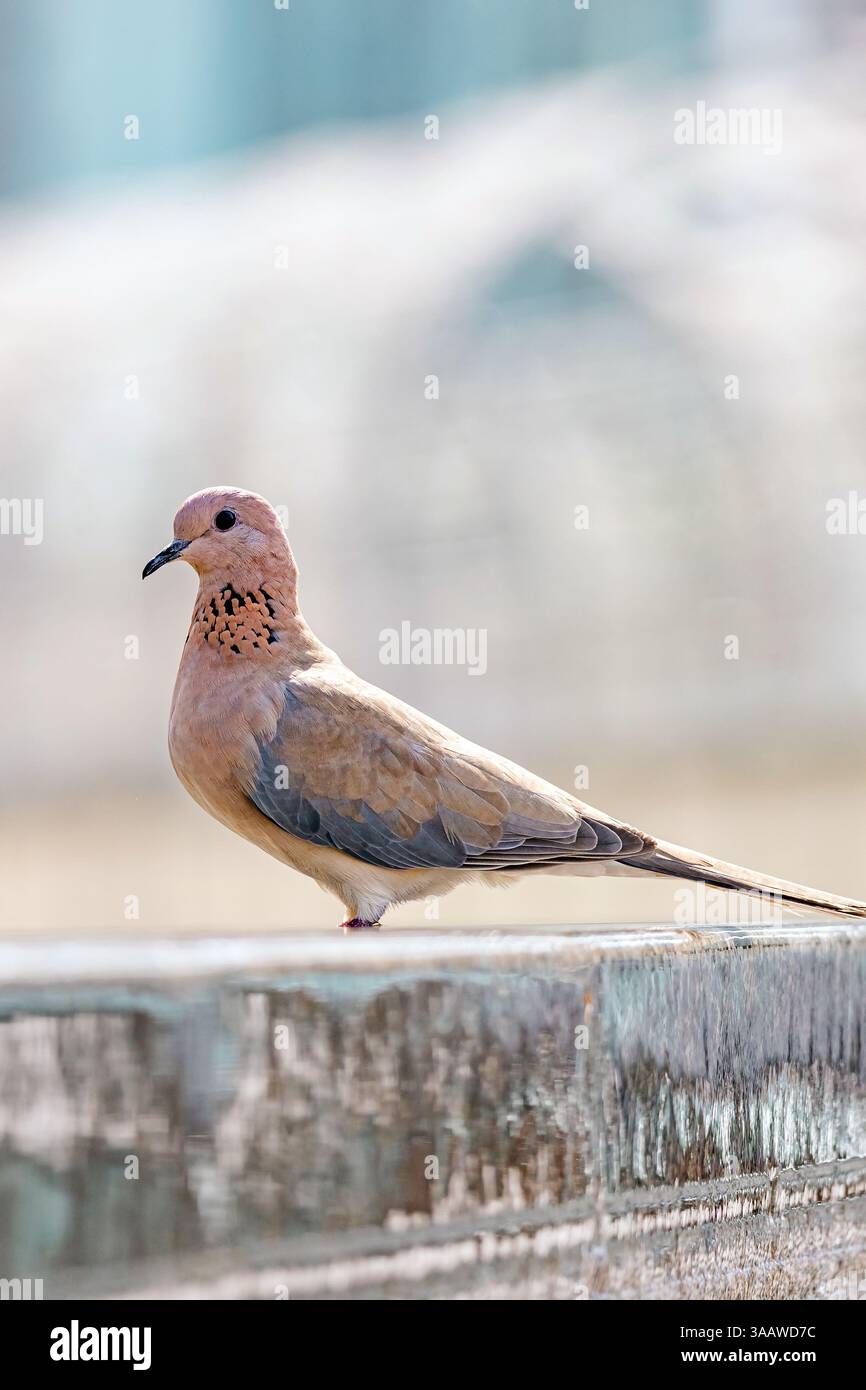 Colomba ridendo, Spilopelia senegalensis, piccolo piccione da vicino, uccello di colore rosa Foto Stock