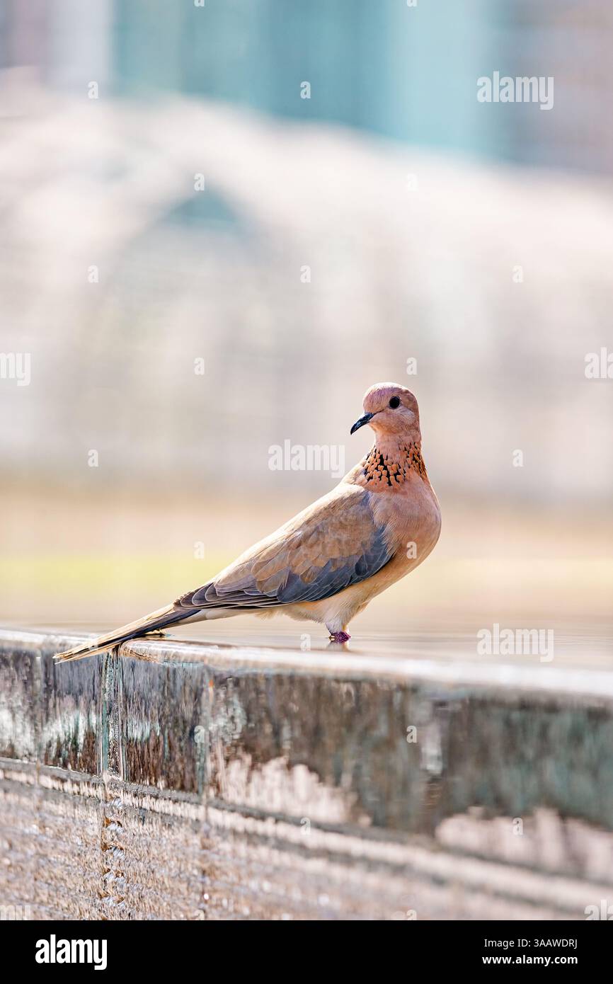 Colomba ridendo, Spilopelia senegalensis, piccolo piccione da vicino, uccello di colore rosa Foto Stock