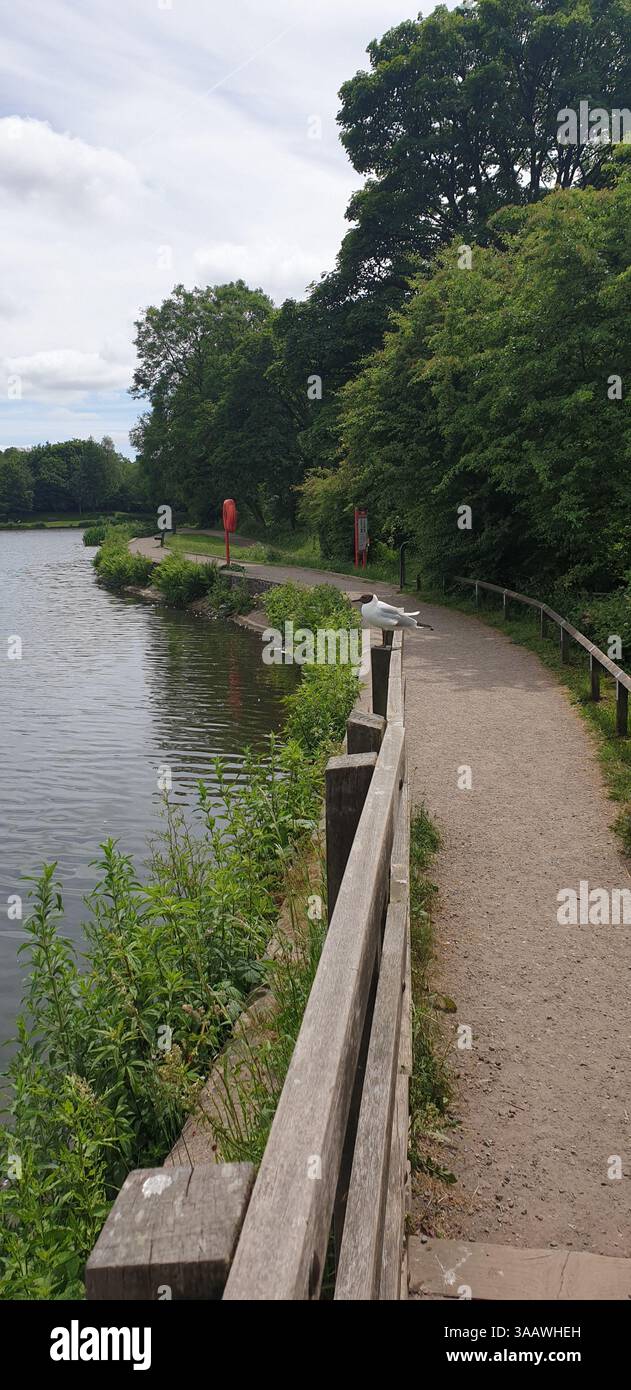 Gabbiano con testa nera a Yarrow Valley Park / Bircacre, Chorley, Lancashire, Regno Unito Foto Stock