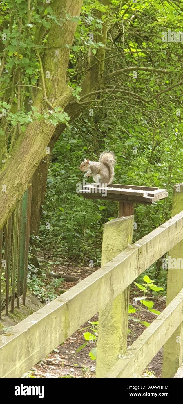Uno scoiattolo grigio che mangia su un tavolo di uccelli a Yarrow Valley Park / Bircacre, Chorley, Lancashire, Regno Unito Foto Stock
