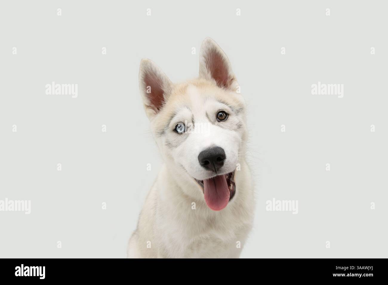 Ritratto felice cucciolo di husky siberiano che attacca la lingua. Isolato su sfondo bianco Foto Stock