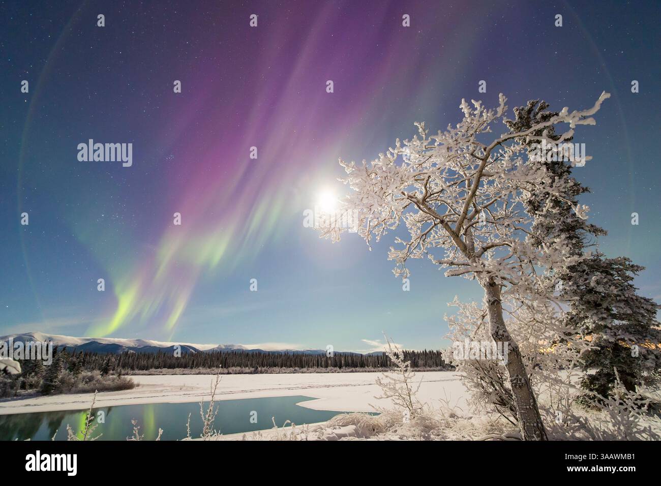 Aurora Boreale sopra un albero innevato, Whitehorse, Yukon, Canada. Foto Stock