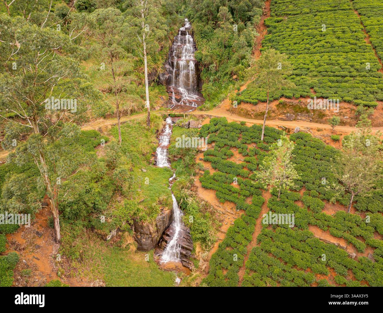 Una cascata scenografica attraversa lussureggianti piantagioni di tè a Nanu Oya, Sri Lanka, circondato da colline verdi ondulate e tortuosi sentieri sterrati. Foto Stock