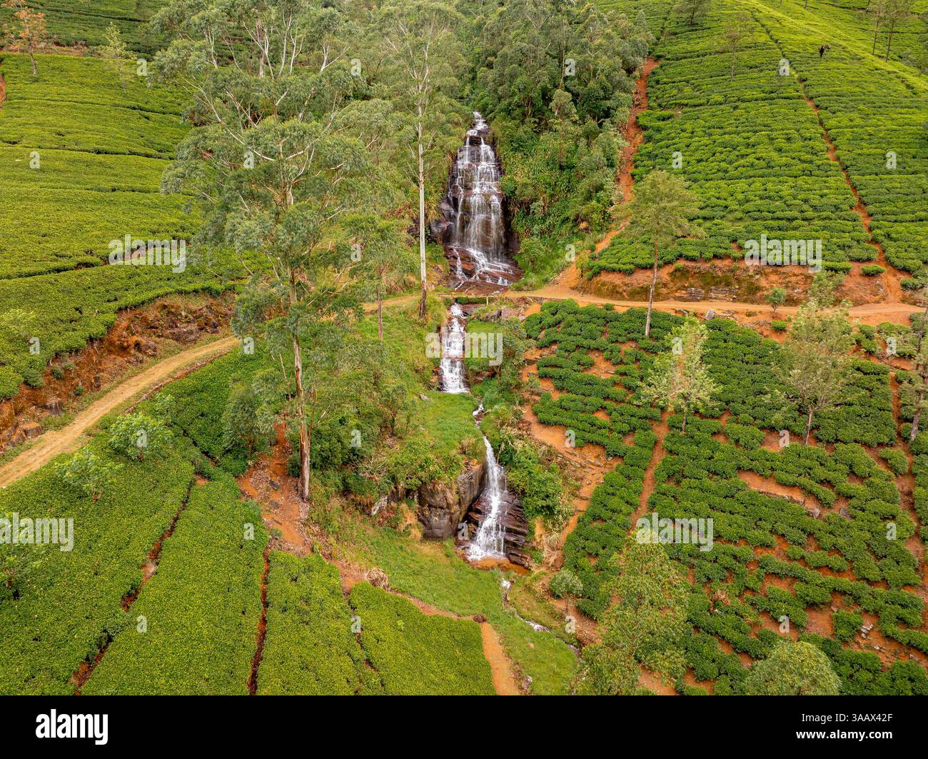 Una cascata scenografica attraversa lussureggianti piantagioni di tè a Nanu Oya, Sri Lanka, circondato da colline verdi ondulate e tortuosi sentieri sterrati. Foto Stock
