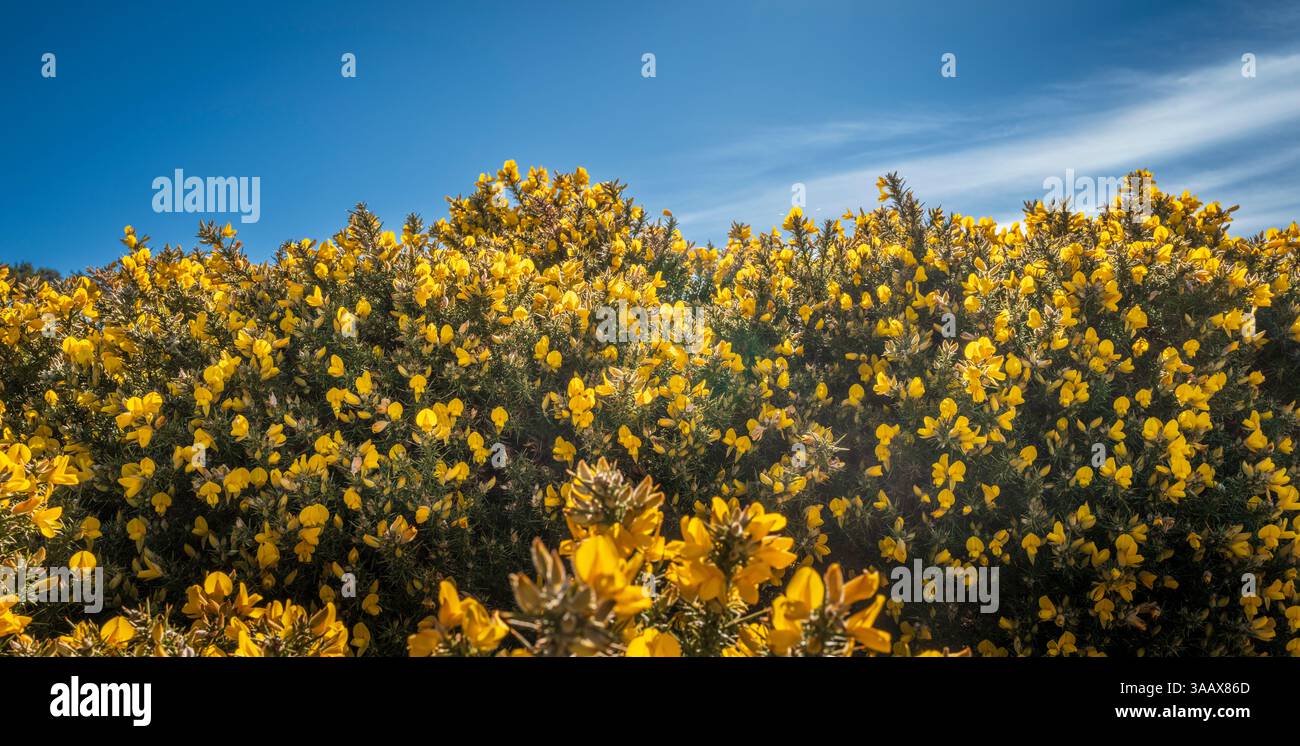 Cespuglio di gorse in fiore a Tinto Hill, Lanarkshire meridionale, Scozia Foto Stock