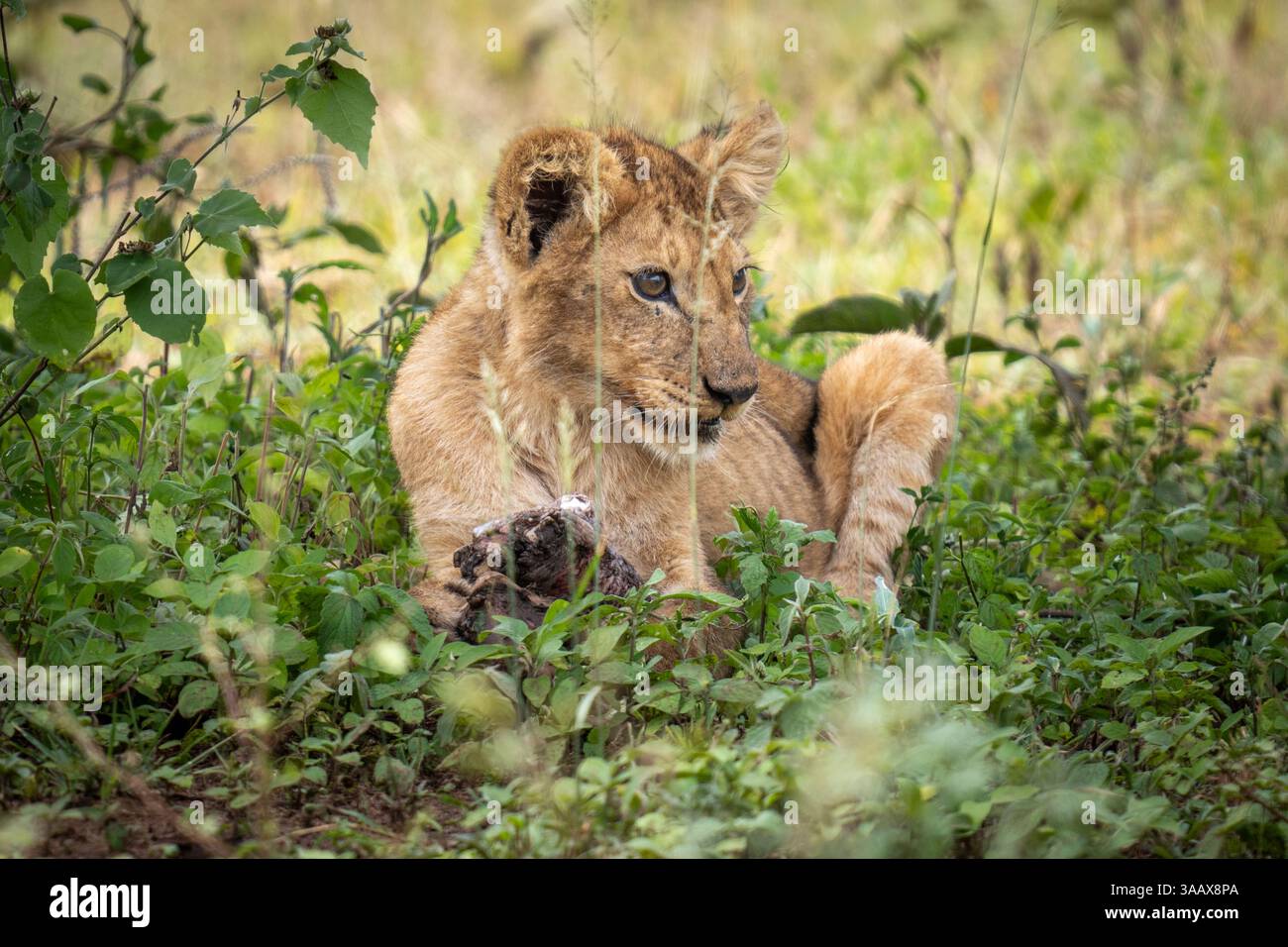 Leone (Panthera leo) cucciolo che mangia carne dopo la caccia dell'orgoglio. Serengeti, Tanzania Foto Stock