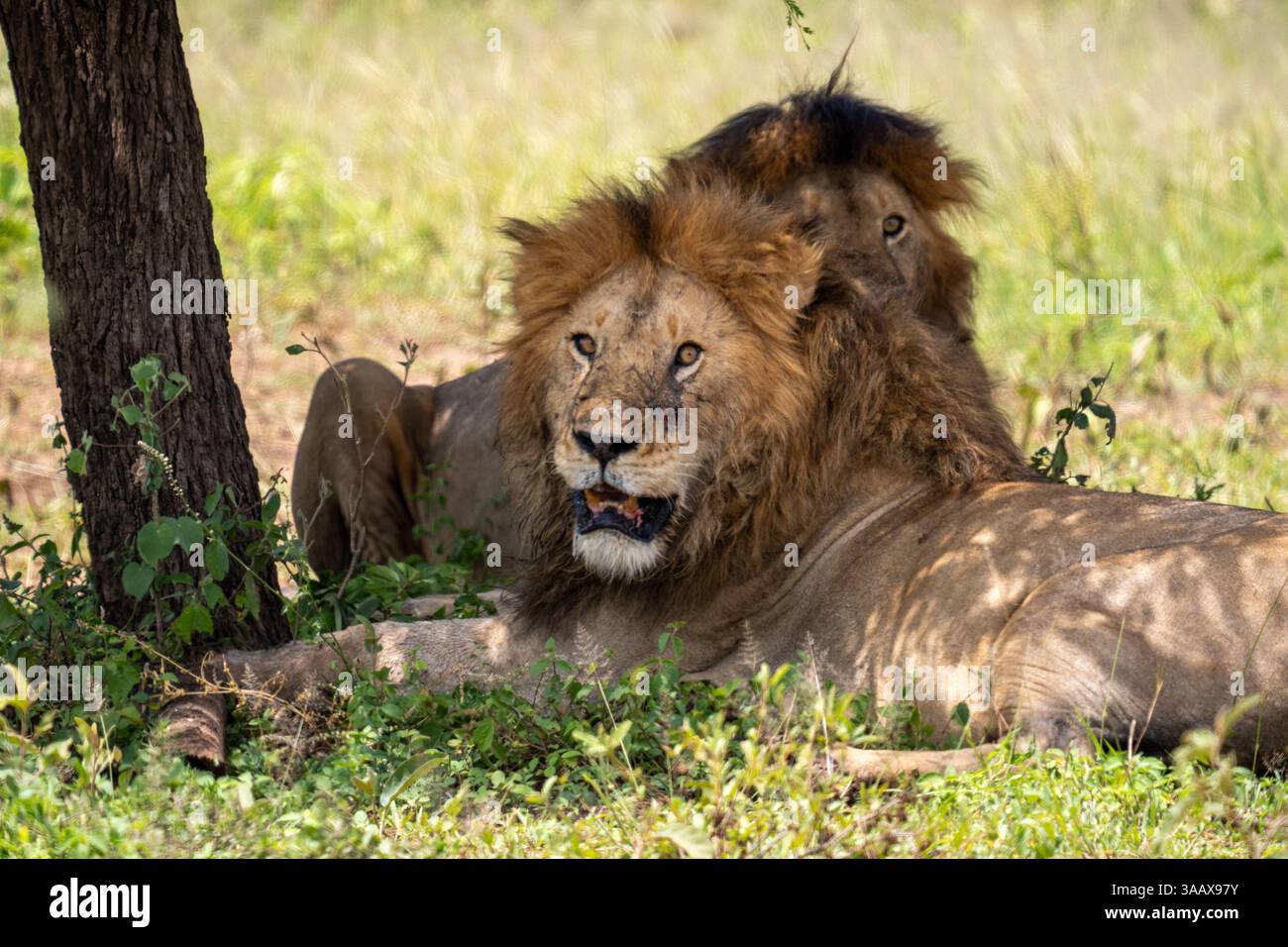 Leone (Panthera leo) orgoglio riposa all'ombra di un albero. Serengeti , Tanzania Foto Stock