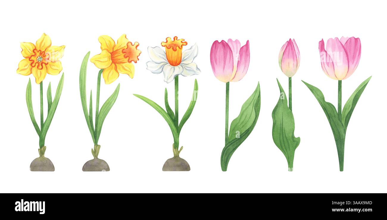 Set di tulipani e narcisi acquerelli - Clipart floreale di primavera per progetti di giardino e arredamento Foto Stock