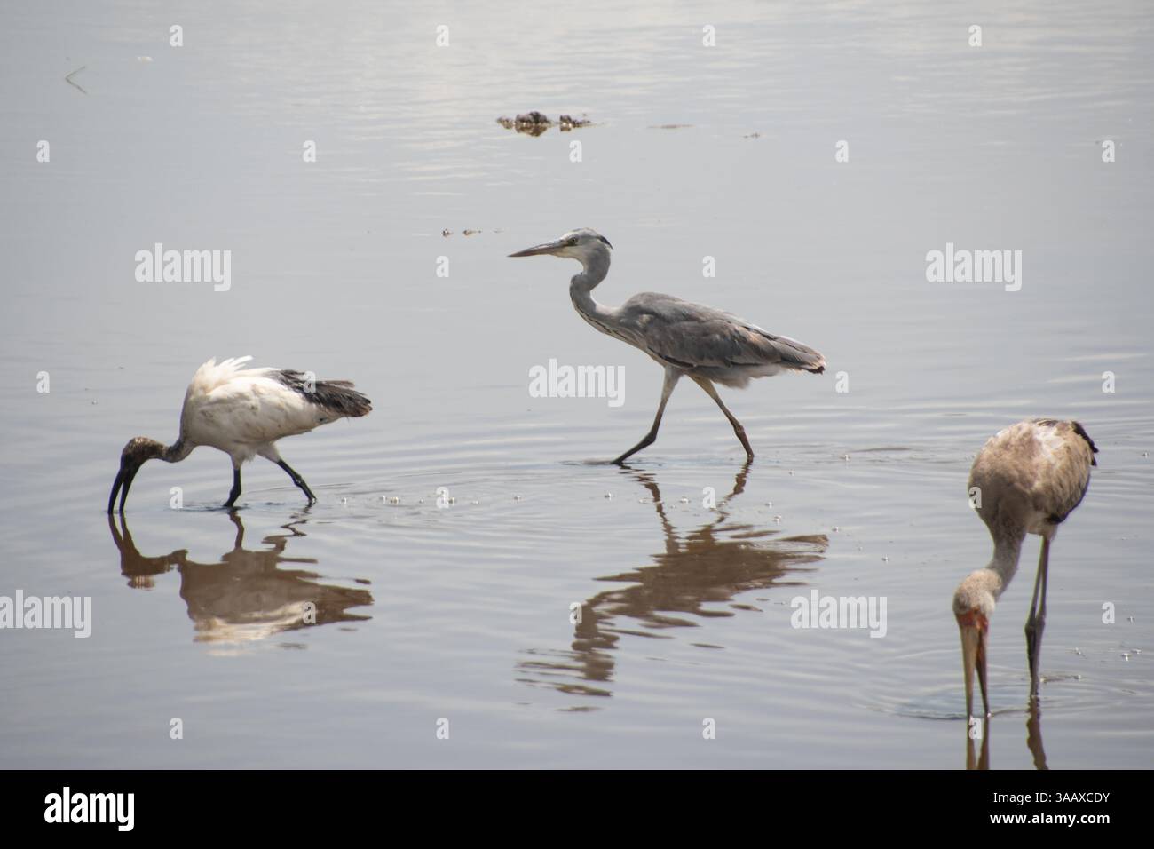 Varietà di uccelli (ibis sacro africano, airone grigio cicogna, becco giallo) in acqua. Serengeti, Tanzania Foto Stock