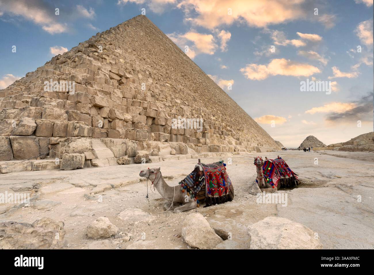 Cammelli in un colorato abito da cavallo che riposa sulla sabbia vicino alle piramidi, Giza, il Cairo, Egitto. Le famose grandi piramidi di Chefren e Cheope, il pirami di Giza Foto Stock
