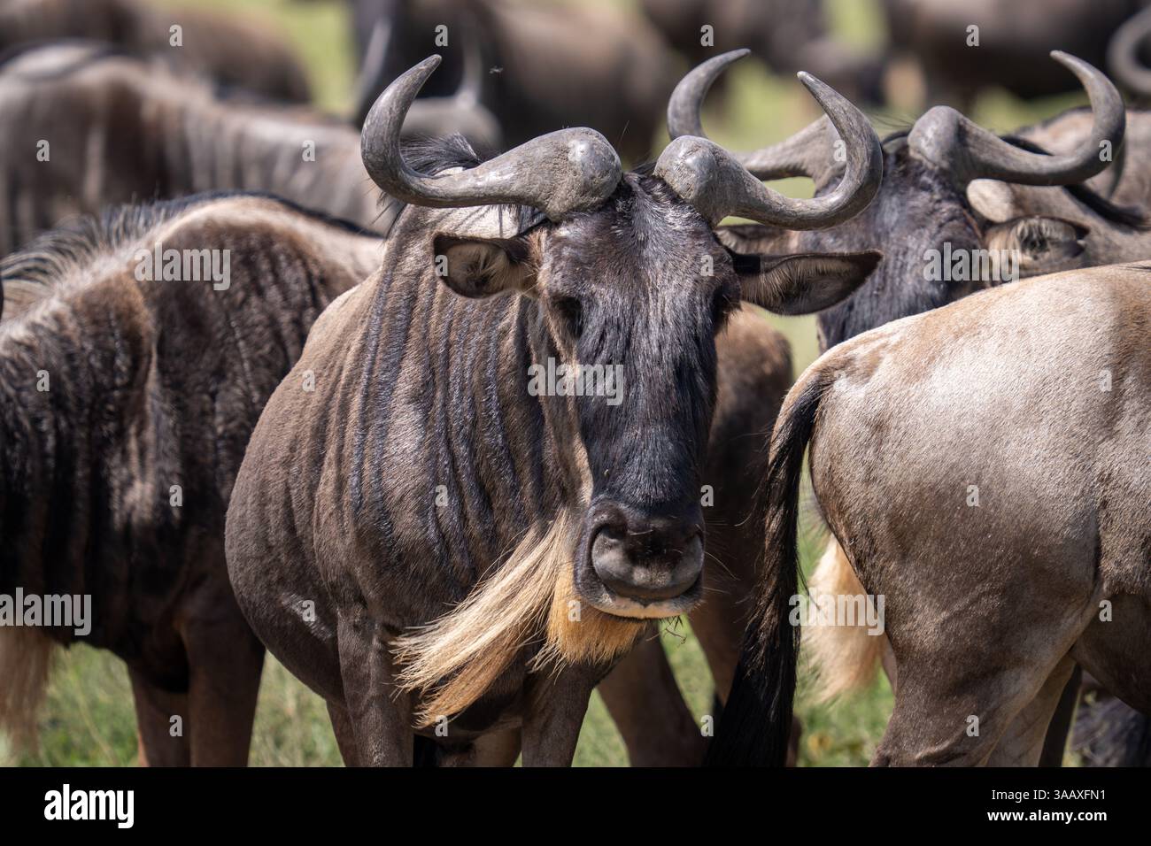 Branco di GNU blu (Connochaetes taurinus) nel Serengeti, Tanzania Foto Stock