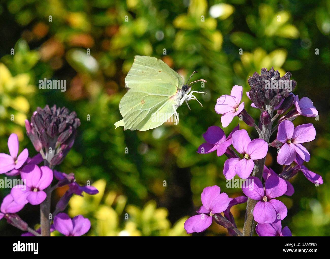 Arnside, Milnthorpe, Cumbria, Regno Unito. 1 aprile 2025. Una bella giornata porta questa farfalla in pietra ai fiori primaverili della Cumbria, Regno Unito. Crediti: John Eveson/Alamy Live News Foto Stock