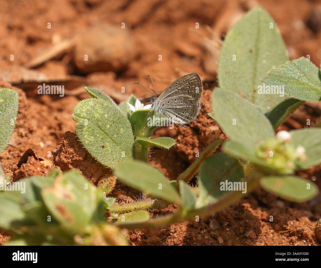 Tiny Grass Blue Butterfly - Zizula Hylax Foto Stock
