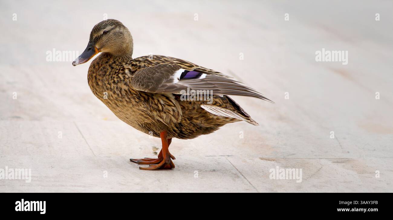 Elegante casaro femminile in piedi sulla riva del fiume, che riflette il suo adattamento alle condizioni della fauna urbana Foto Stock