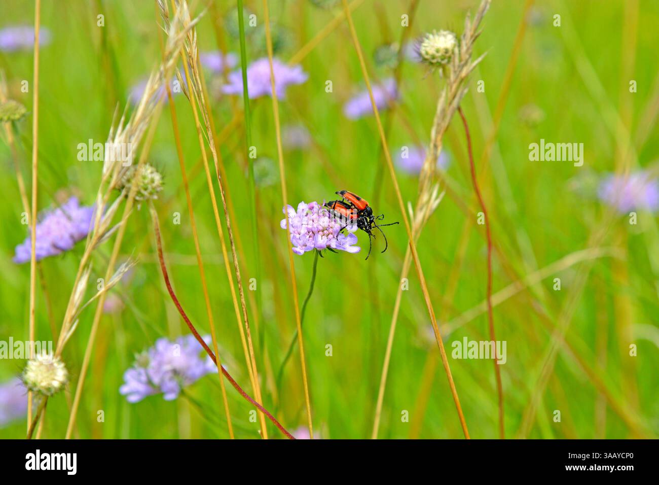 Francia, Aveyron, accoppiamento di insetti nei fiori Foto Stock
