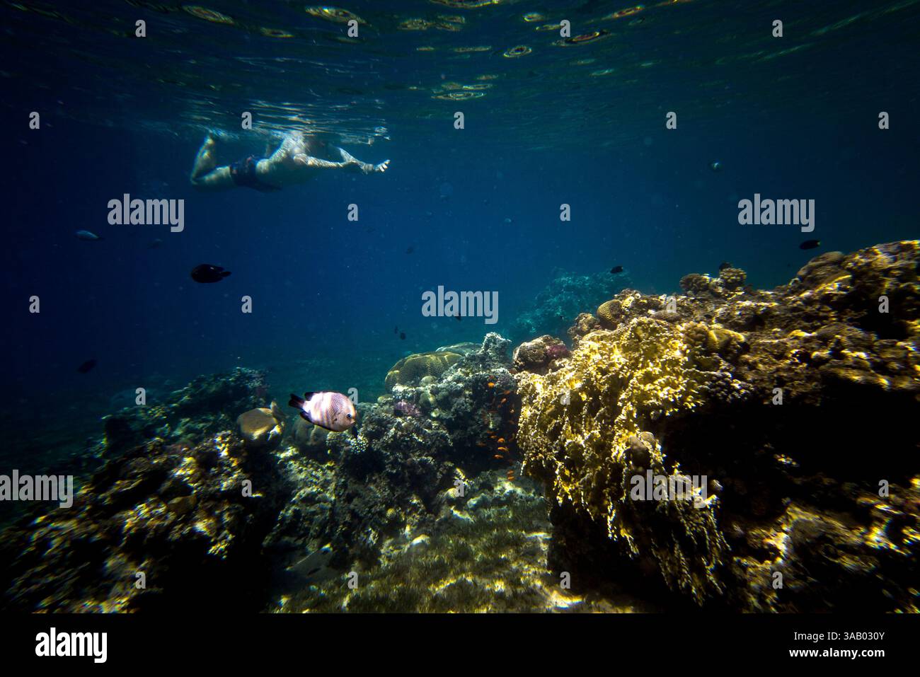 SOUTH BEACH JORDAN - 10 SETTEMBRE 2021: Coralli del Mar Rosso. CREDITO: Daniel Rodrigues Foto Stock