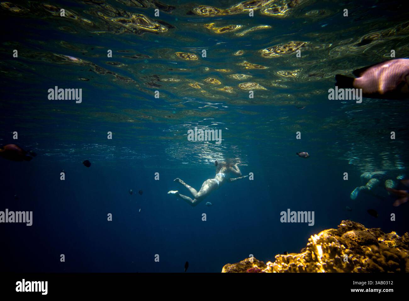 SOUTH BEACH JORDAN - 10 SETTEMBRE 2021: Farinha nei coralli del Mar Rosso. CREDITO: Daniel Rodrigues Foto Stock