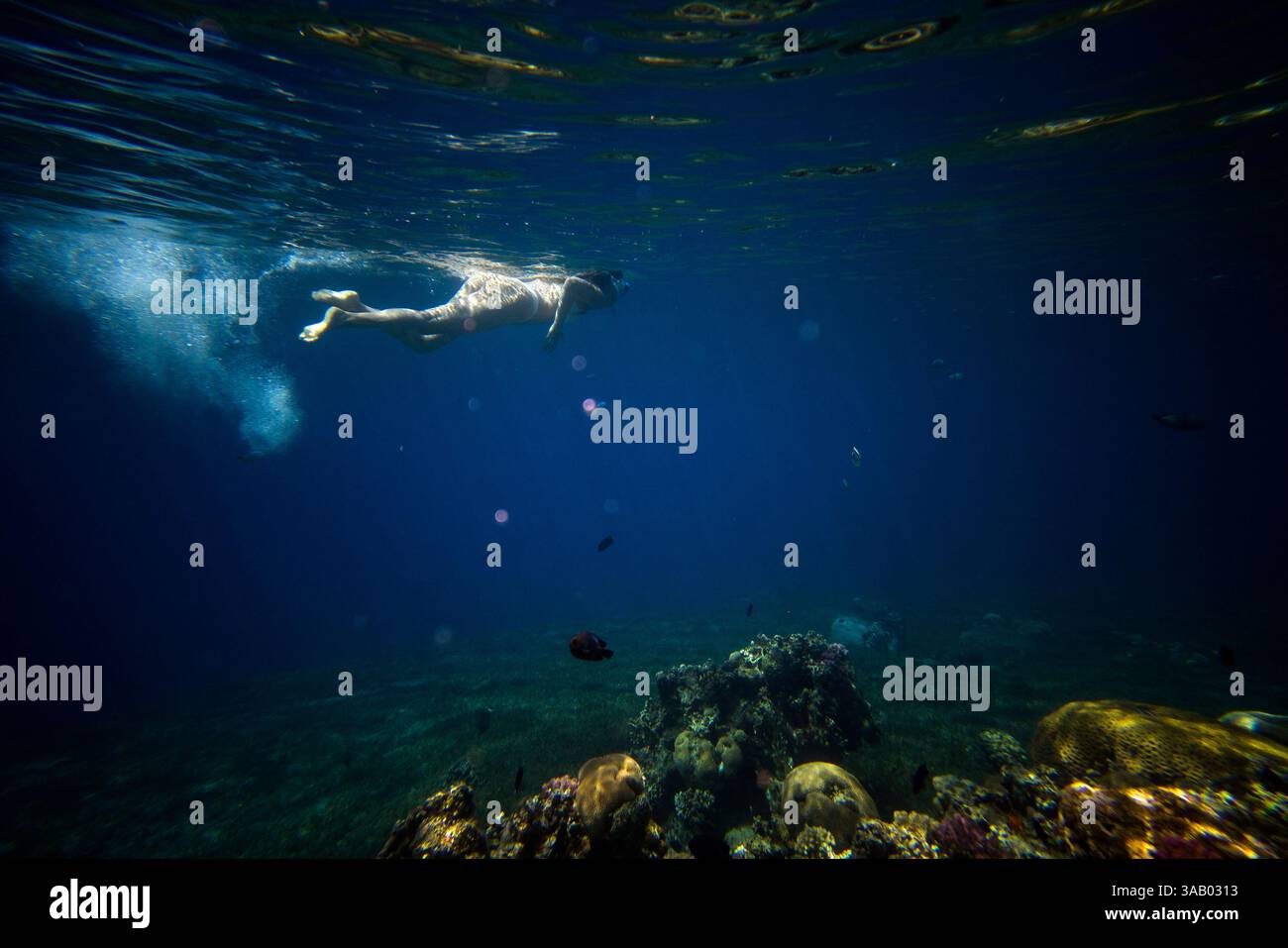 SOUTH BEACH JORDAN - 10 SETTEMBRE 2021: Farinha nei coralli del Mar Rosso. CREDITO: Daniel Rodrigues Foto Stock