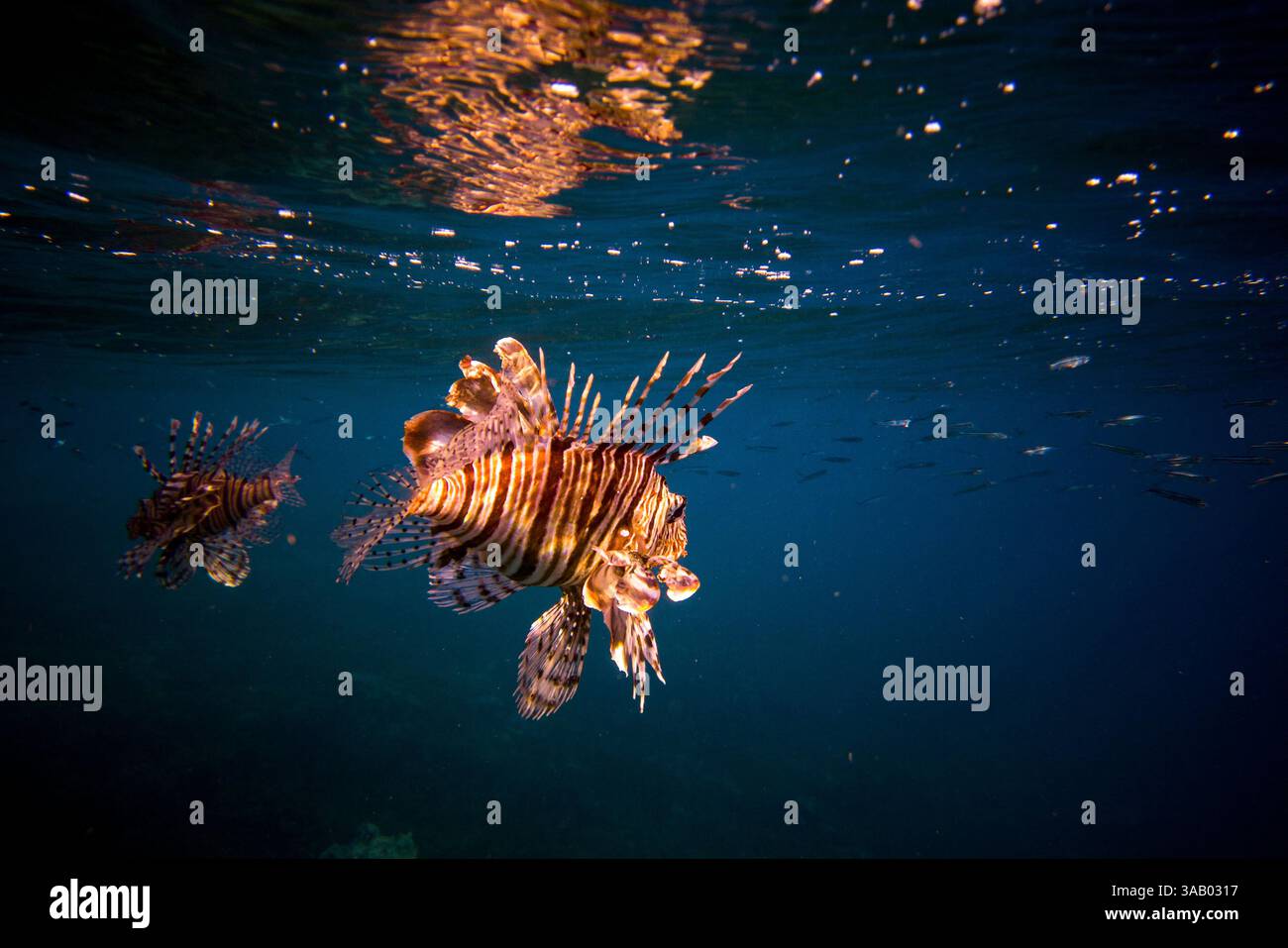 SOUTH BEACH JORDAN - 10 SETTEMBRE 2021: Pesci nei coralli del Mar Rosso. CREDITO: Daniel Rodrigues Foto Stock