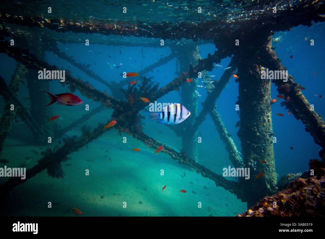 SOUTH BEACH JORDAN - 10 SETTEMBRE 2021: Pesci nei coralli del Mar Rosso. CREDITO: Daniel Rodrigues Foto Stock