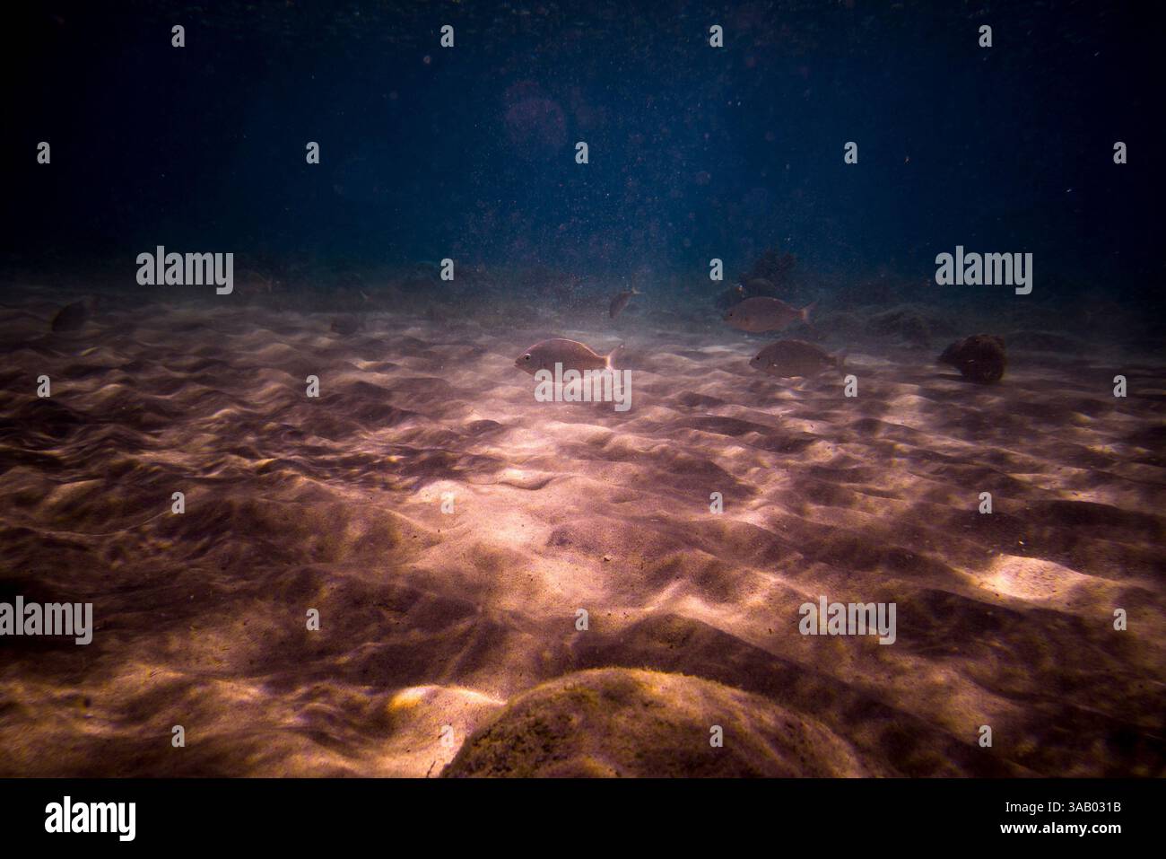 SOUTH BEACH JORDAN - 10 SETTEMBRE 2021: Pesci nei coralli del Mar Rosso. CREDITO: Daniel Rodrigues Foto Stock