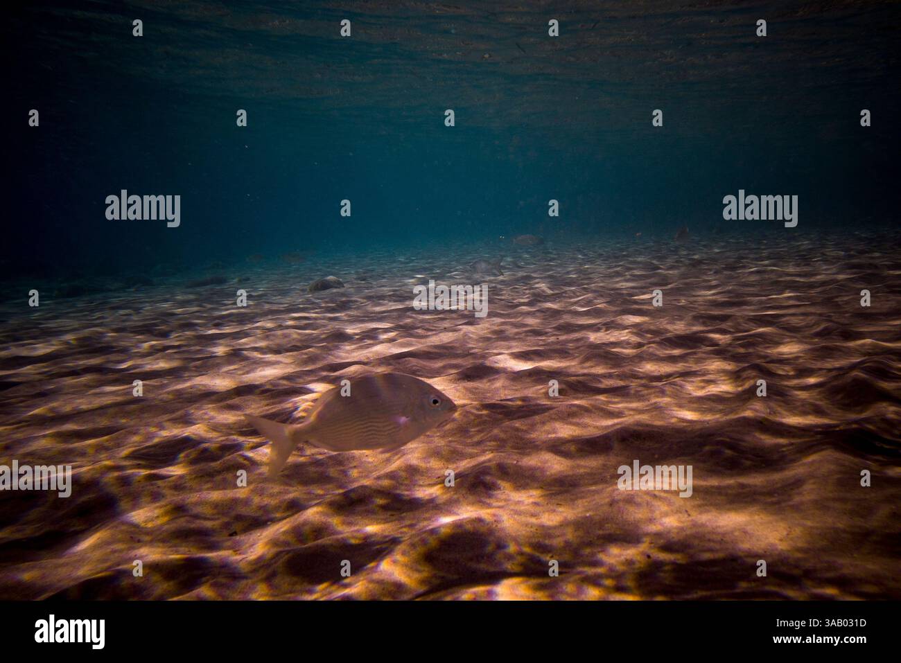 SOUTH BEACH JORDAN - 10 SETTEMBRE 2021: Pesci nei coralli del Mar Rosso. CREDITO: Daniel Rodrigues Foto Stock