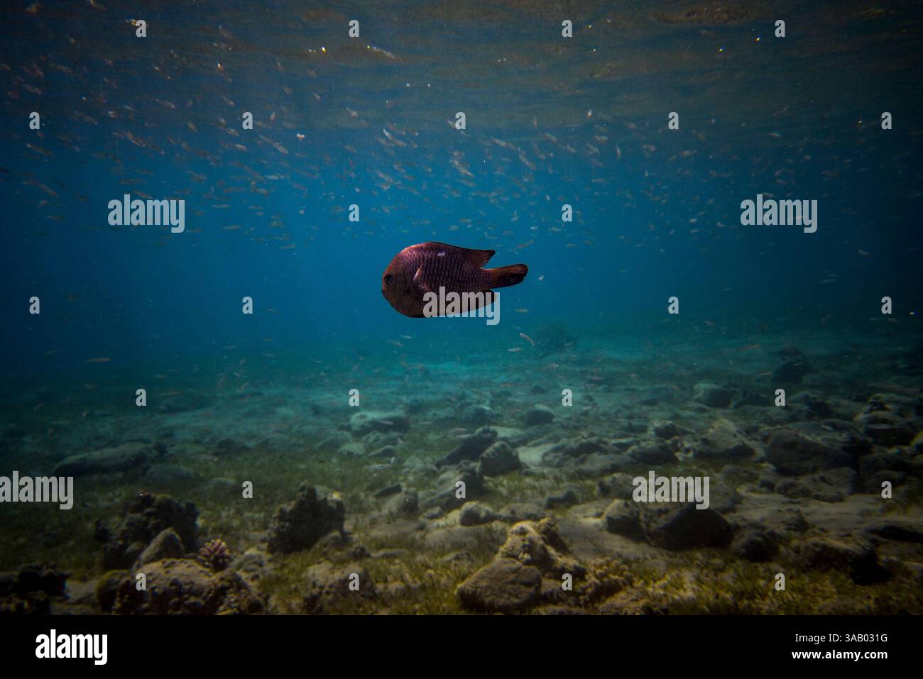 SOUTH BEACH JORDAN - 10 SETTEMBRE 2021: Pesci nei coralli del Mar Rosso. CREDITO: Daniel Rodrigues Foto Stock