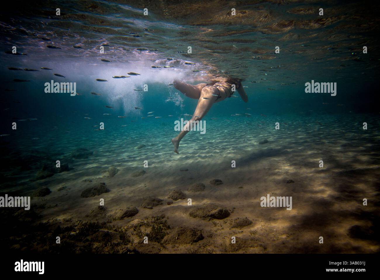 SOUTH BEACH JORDAN - 10 SETTEMBRE 2021: Farinha nei coralli del Mar Rosso. CREDITO: Daniel Rodrigues Foto Stock