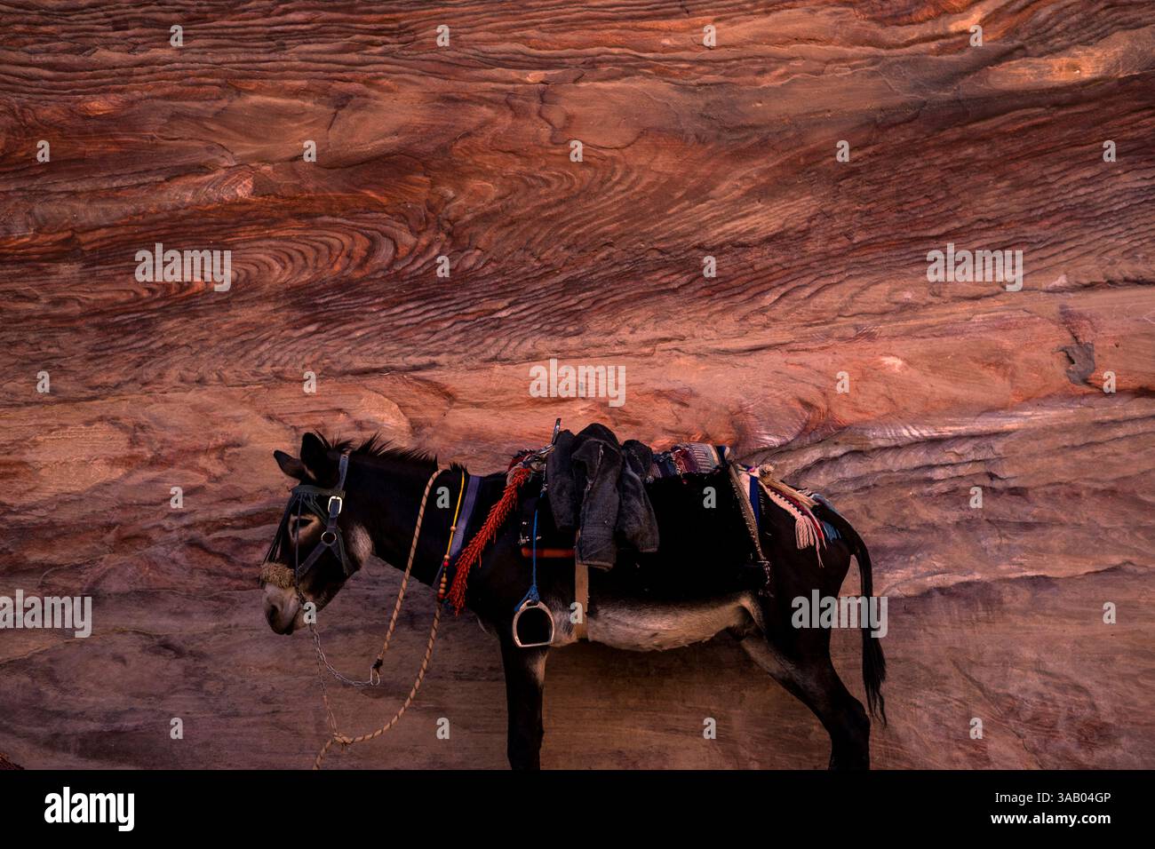 WADI MUSA, GIORDANIA - 10 SETTEMBRE 2021: Asino nel sentiero ad Deir a Petra. CREDITO: Daniel Rodrigues Foto Stock
