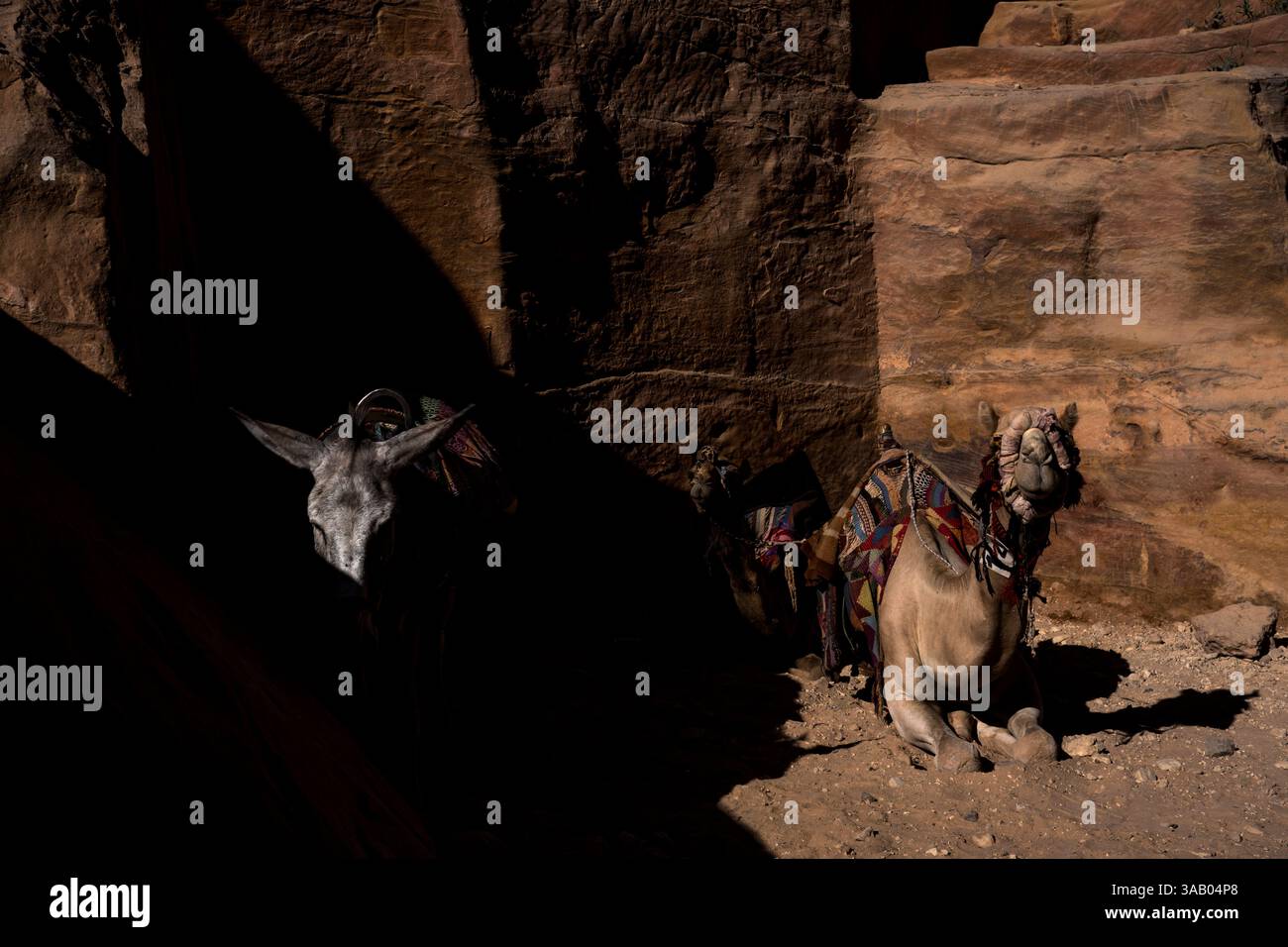 WADI MUSA, GIORDANIA - 10 SETTEMBRE 2021: Asino e cammello nel sentiero principale di Petra. CREDITO: Daniel Rodrigues Foto Stock