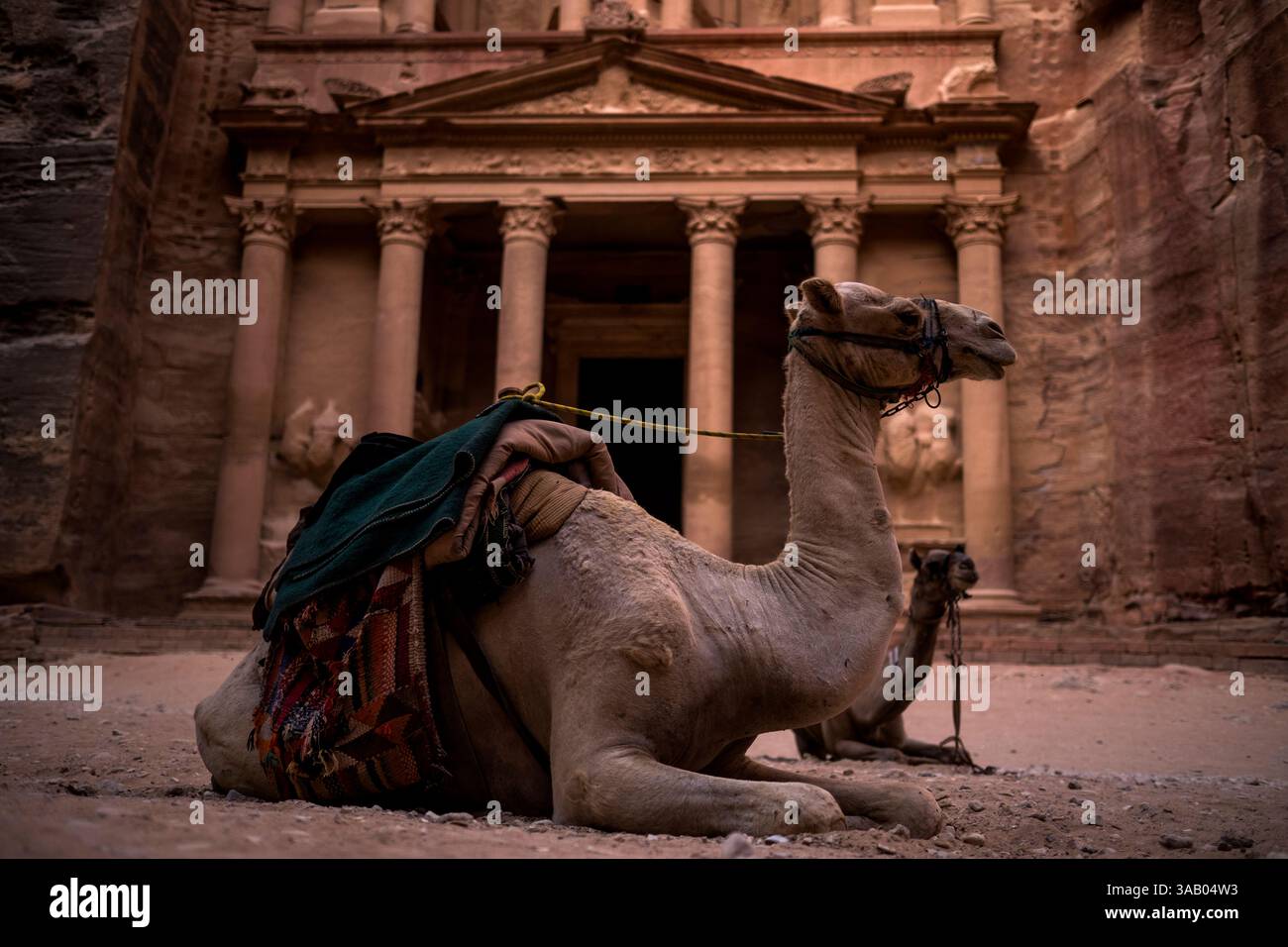 WADI MUSA, GIORDANIA - 10 SETTEMBRE 2021: Cammelli di fronte al Tesoro a Petra. CREDITO: Daniel Rodrigues Foto Stock