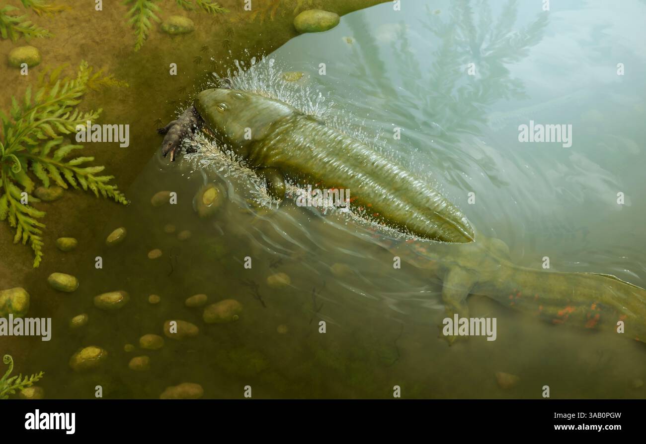 Procuhy anfibio che preda il piccolo rettile Captorhinikos. Foto Stock