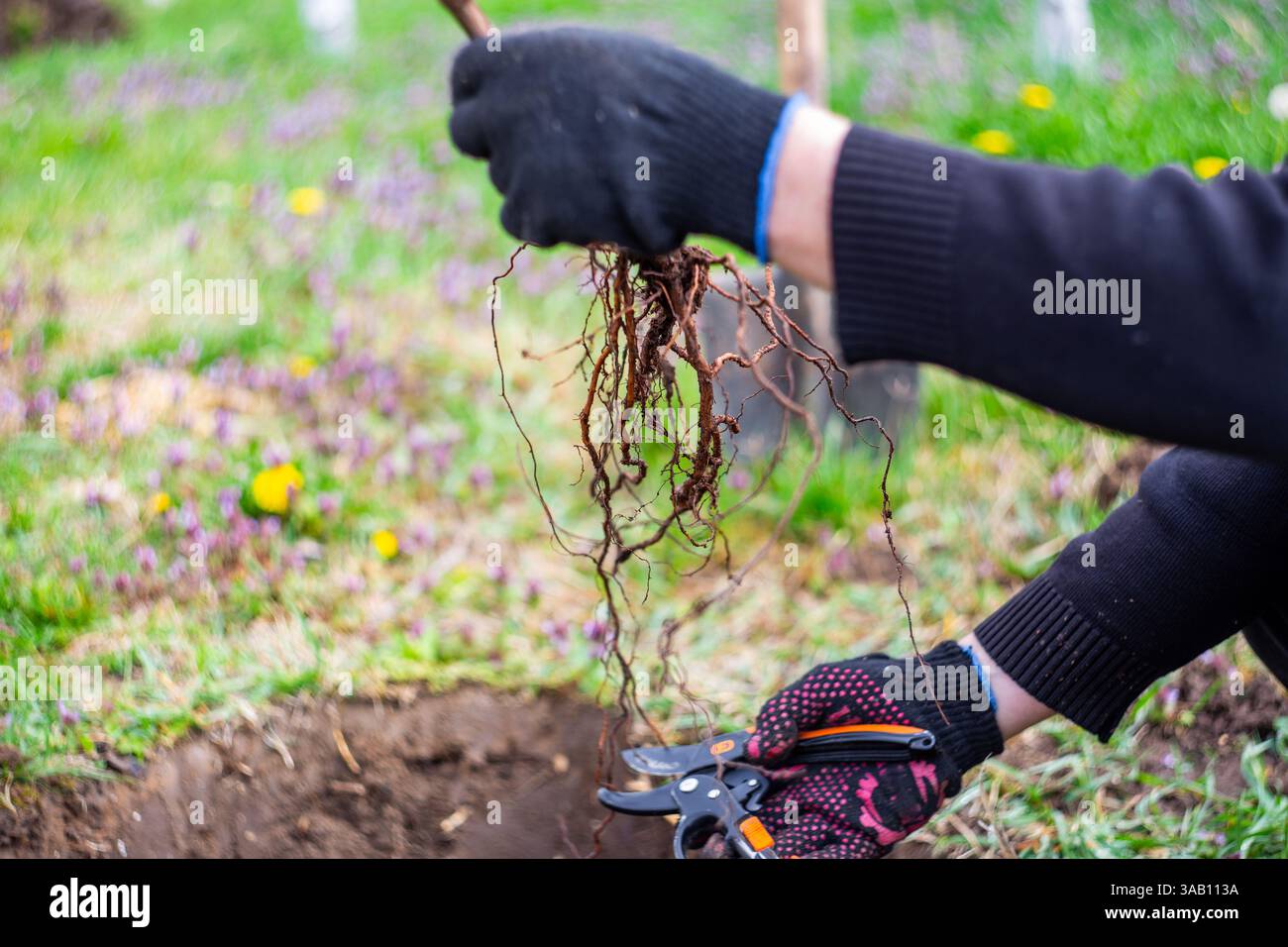 Piantare alberi da frutto in giardino. Il giardiniere rifinisce le radici della piantina prima di piantare in buca, con una messa a fuoco morbida e selettiva. Foto Stock
