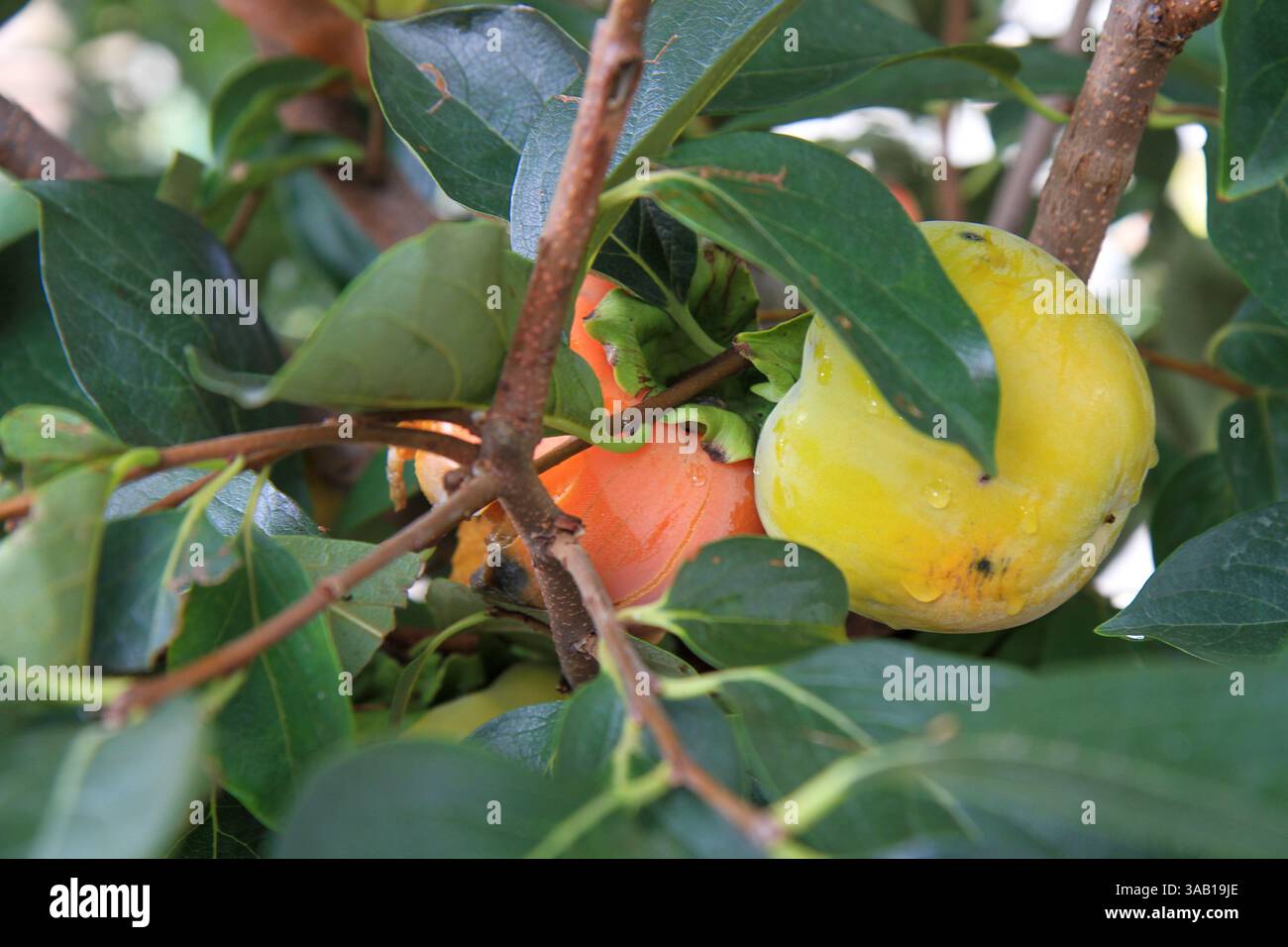 Persimmons freschi su un albero con foglie verdi Foto Stock