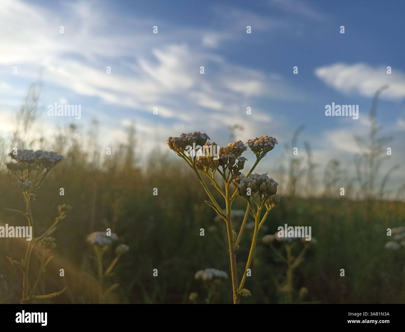 Achillea è un genere di piante da fiore della famiglia delle Asteraceae, conosciute colloquialmente come yarrows Foto Stock