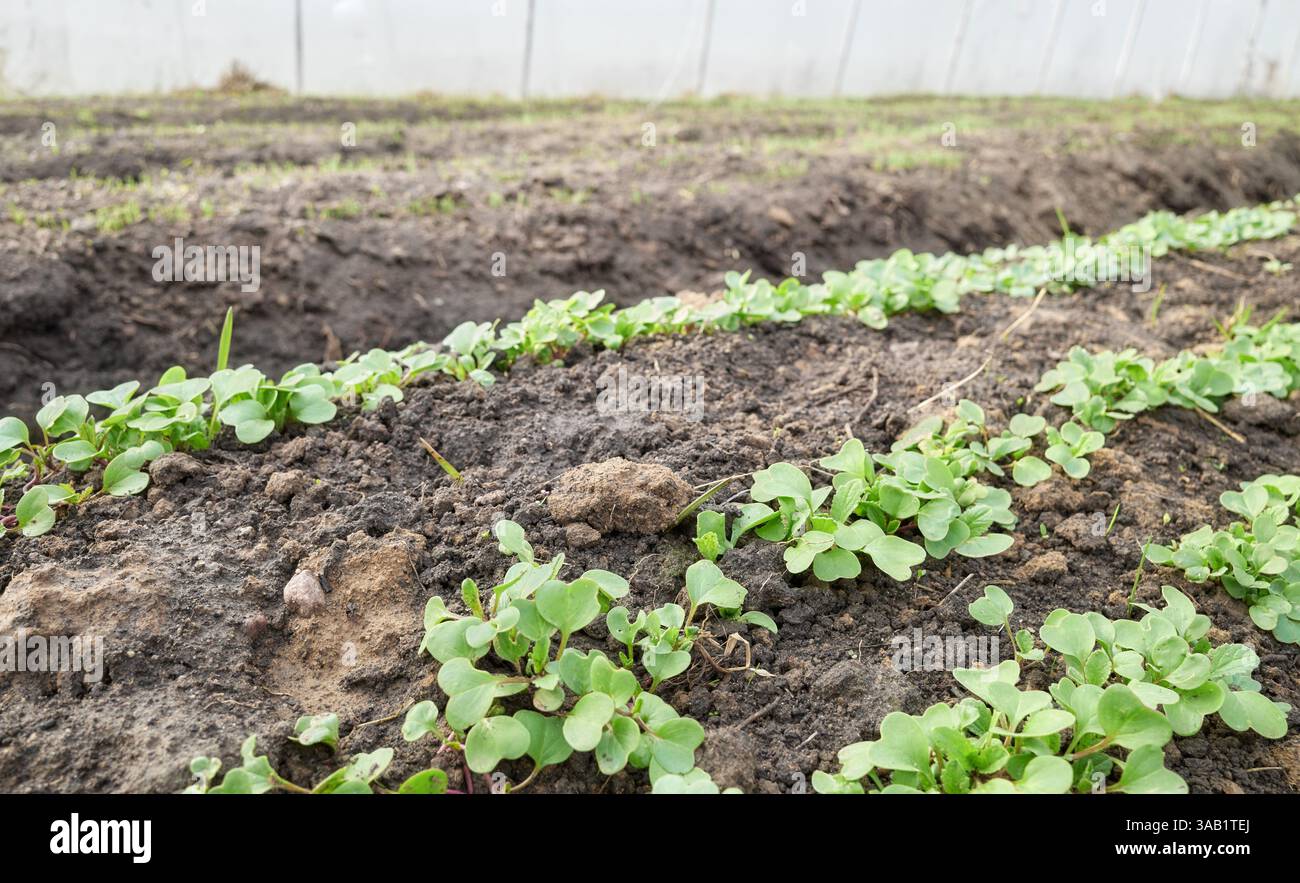 Verdure biologiche che crescono in un tunnel polivalente, focalizzazione selettiva. Foto Stock