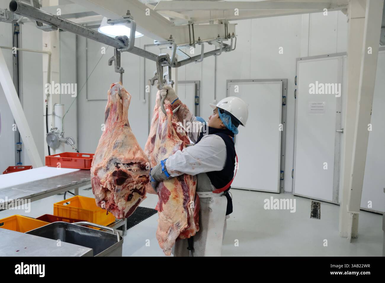 I dipendenti dell'azienda di produzione tagliano la carcassa di manzo e la tagliano a pezzi Foto Stock