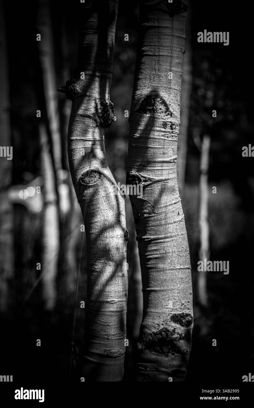 colarado rockies aspens in bianco e nero Foto Stock