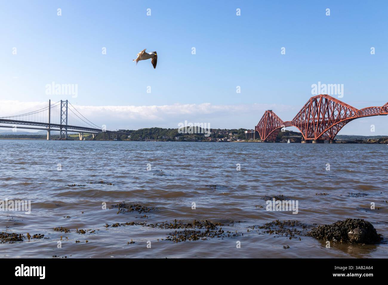 gabbiano che sorvola il firth tra il ponte stradale e il ponte ferroviario Foto Stock