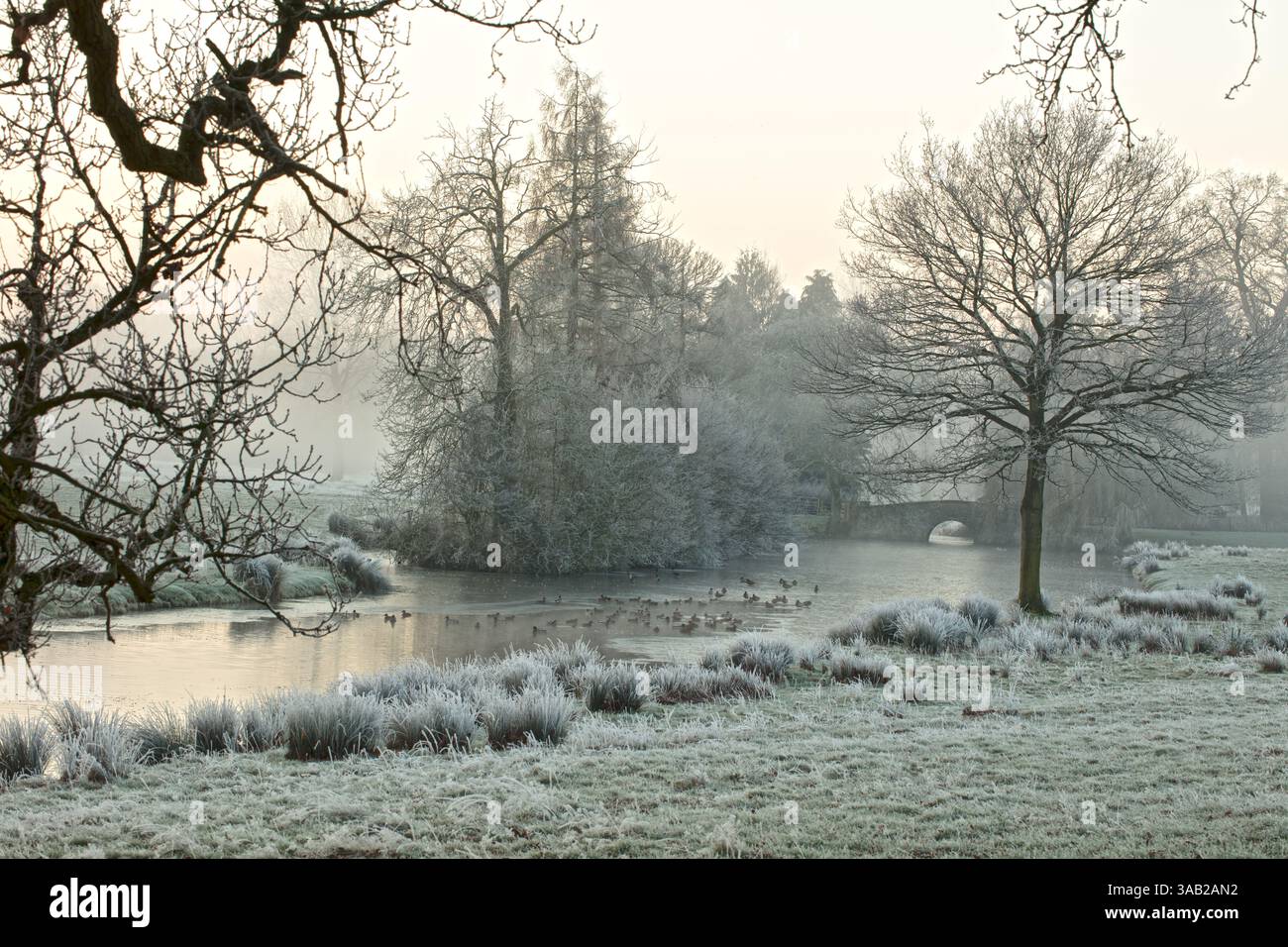 torrente invernale ghiacciato norfolk regno unito alberi e nebbia Foto Stock