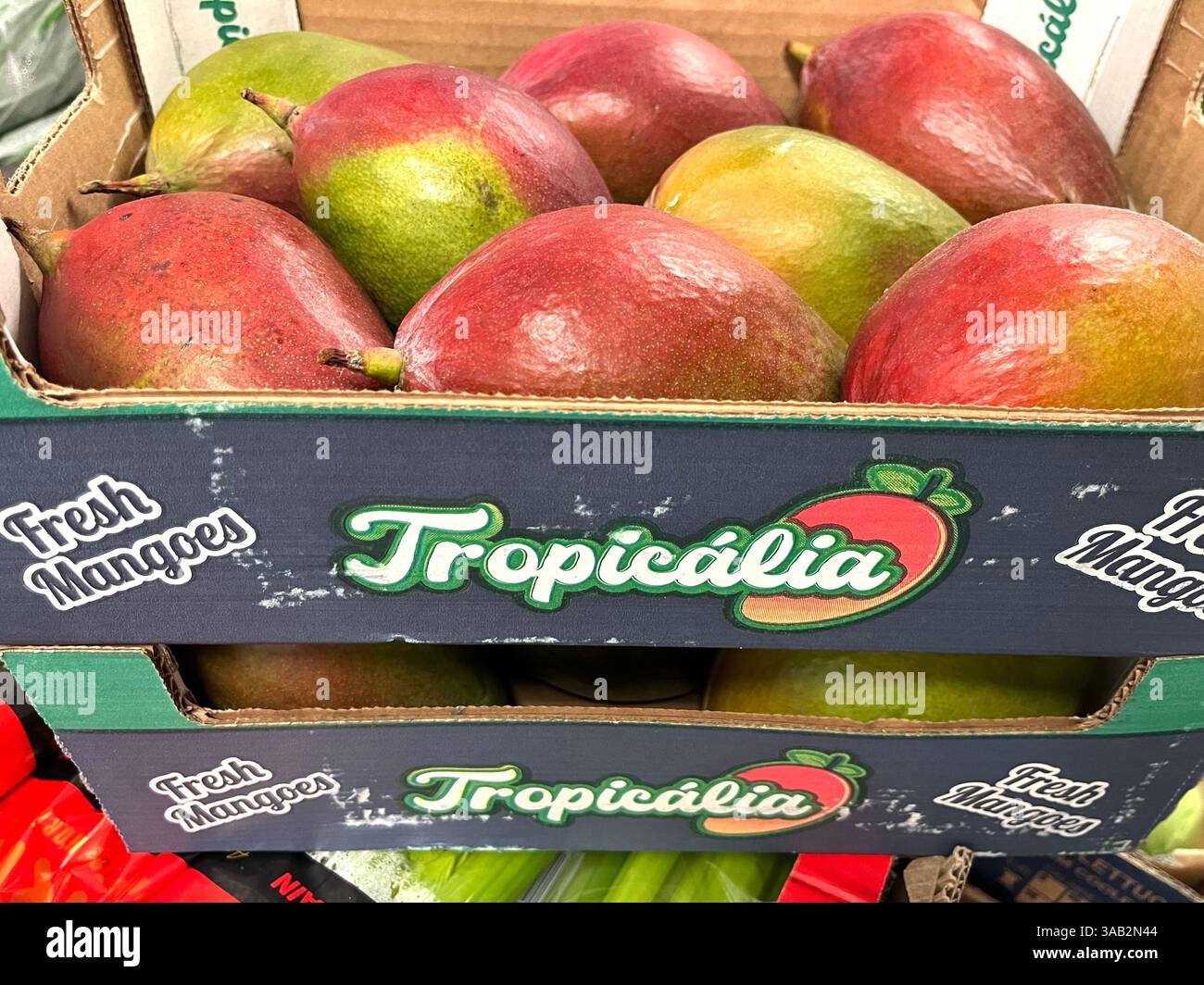 Frutta Tropicalia, mango fresco, mango, cassa, magazzino, stoccaggio, cassa, prodotti, agricoltura, approvvigionamento alimentare, distribuzione, catena di approvvigionamento - Immagine stock catturata con smartphone