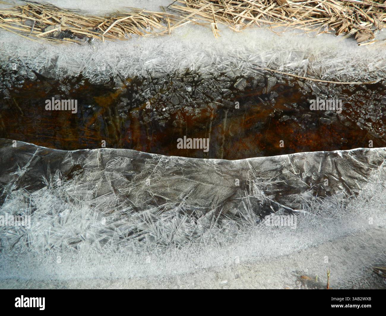Un primo piano di ghiaccio strutturato e fondente lungo la riva di uno stagno, intrecciato con le canne appassite dell'anno scorso, catturando le delicate texture della natura. Foto Stock