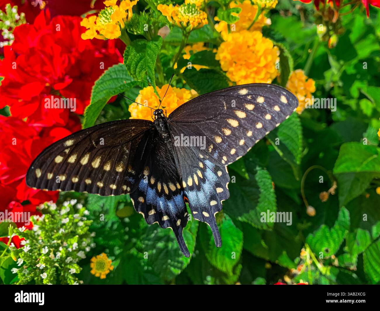 Farfalla Black Swallowtail in un giardino di fiori Foto Stock