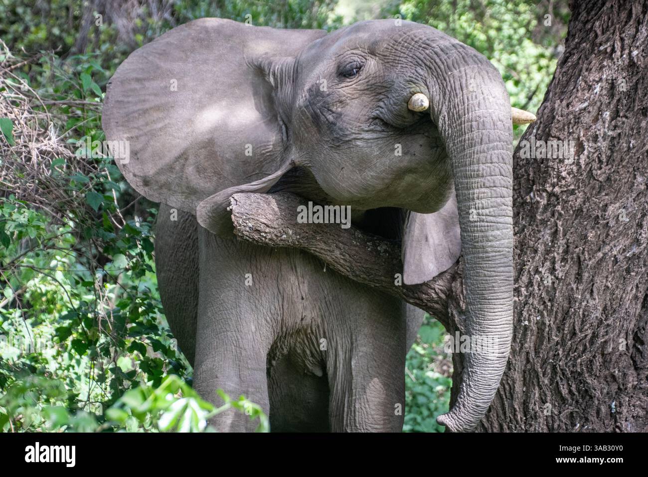 Elefante africano (Loxodonta) nel Serengeti, Tanzania Foto Stock