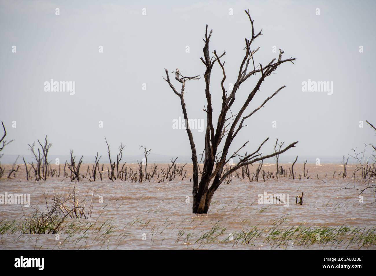 Alberi morti emergono sopra l'acqua nel lago Manyara nel Serengeti, Tanzania Foto Stock